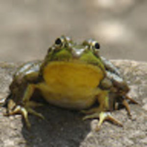 Meet your Posher, Jesse